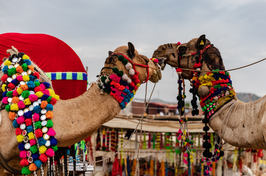 Pushkar Camel Fair 2024: Your Ultimate 5-Day Tour Guide to Rajasthan's Biggest Event

